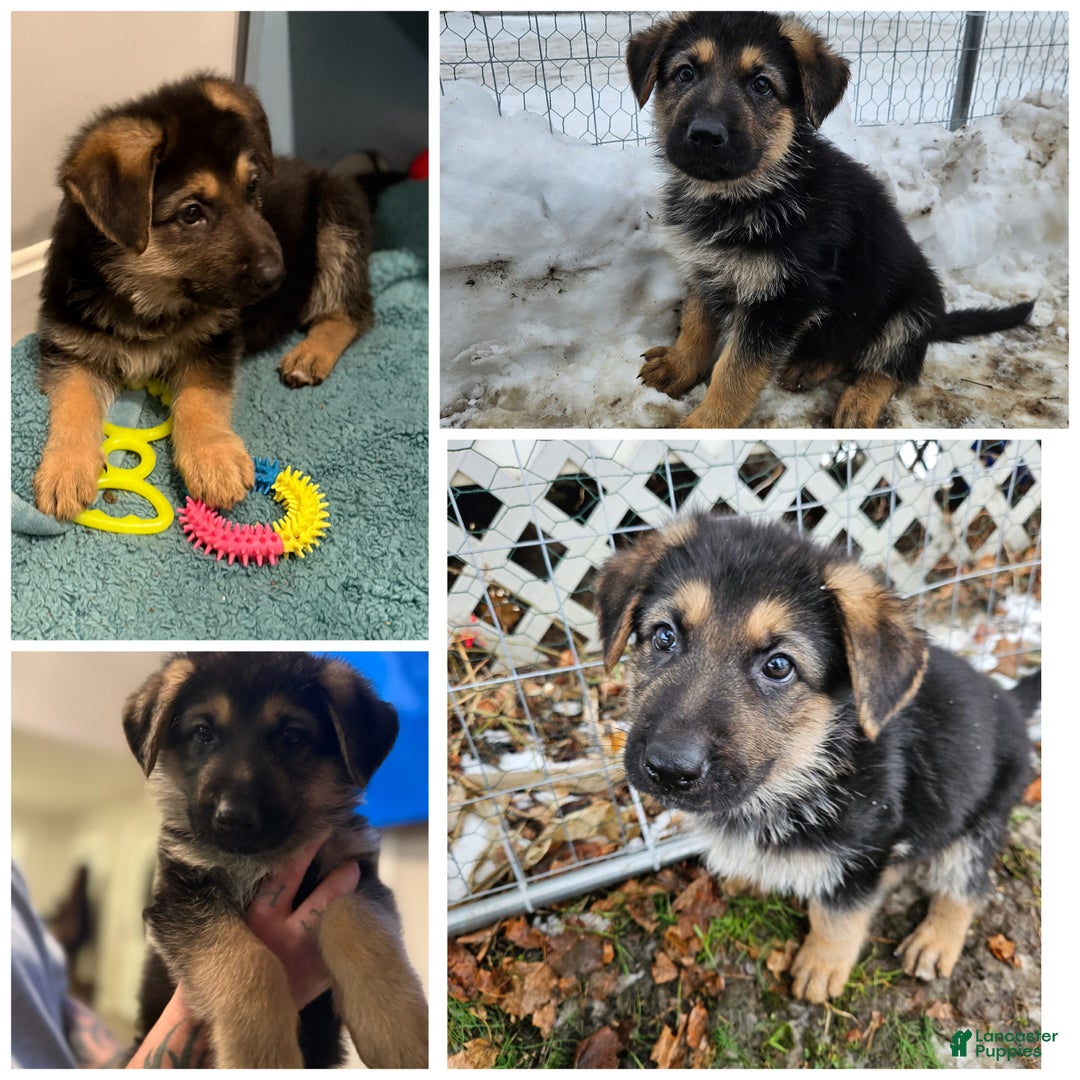 German Shepherd dogs for sale: German Shepherd Puppy 1 - Ad 1