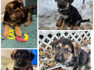 German Shepherd dogs German Shepherd Puppy 1 - Ad 39