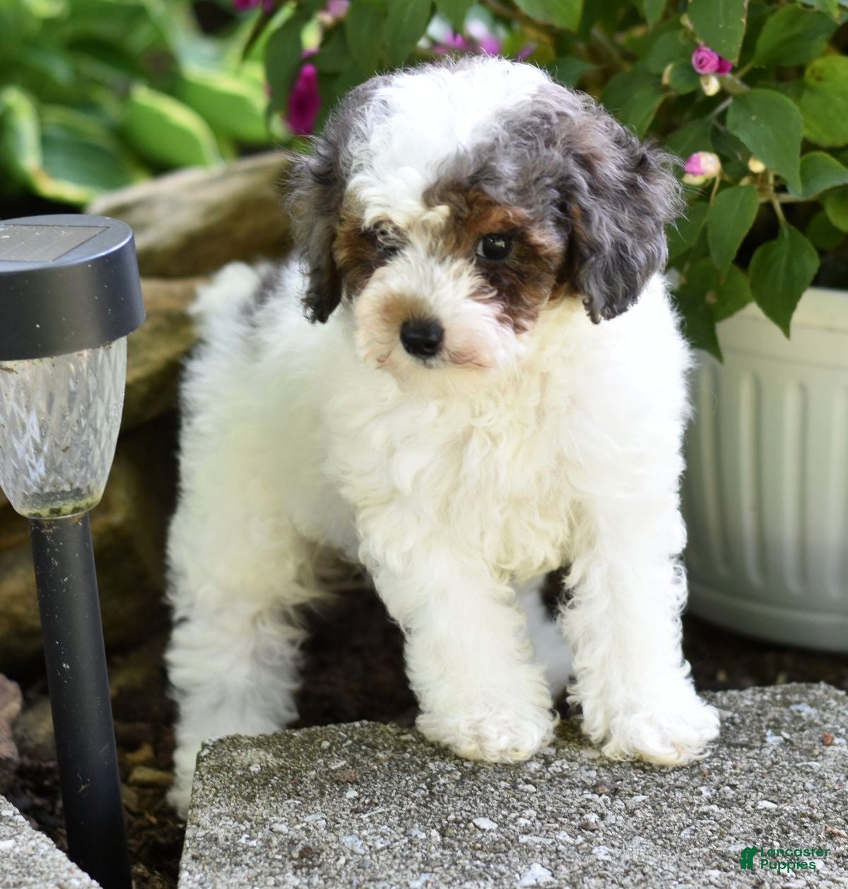 Miniature Poodle dogs for sale: Denver - Ad 3