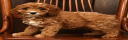 Cavapoo dogs for sale: Fern - Ad 7