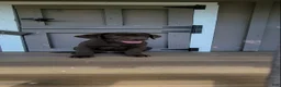 Labrador Retriever dogs for sale: Ginger  - Ad 4