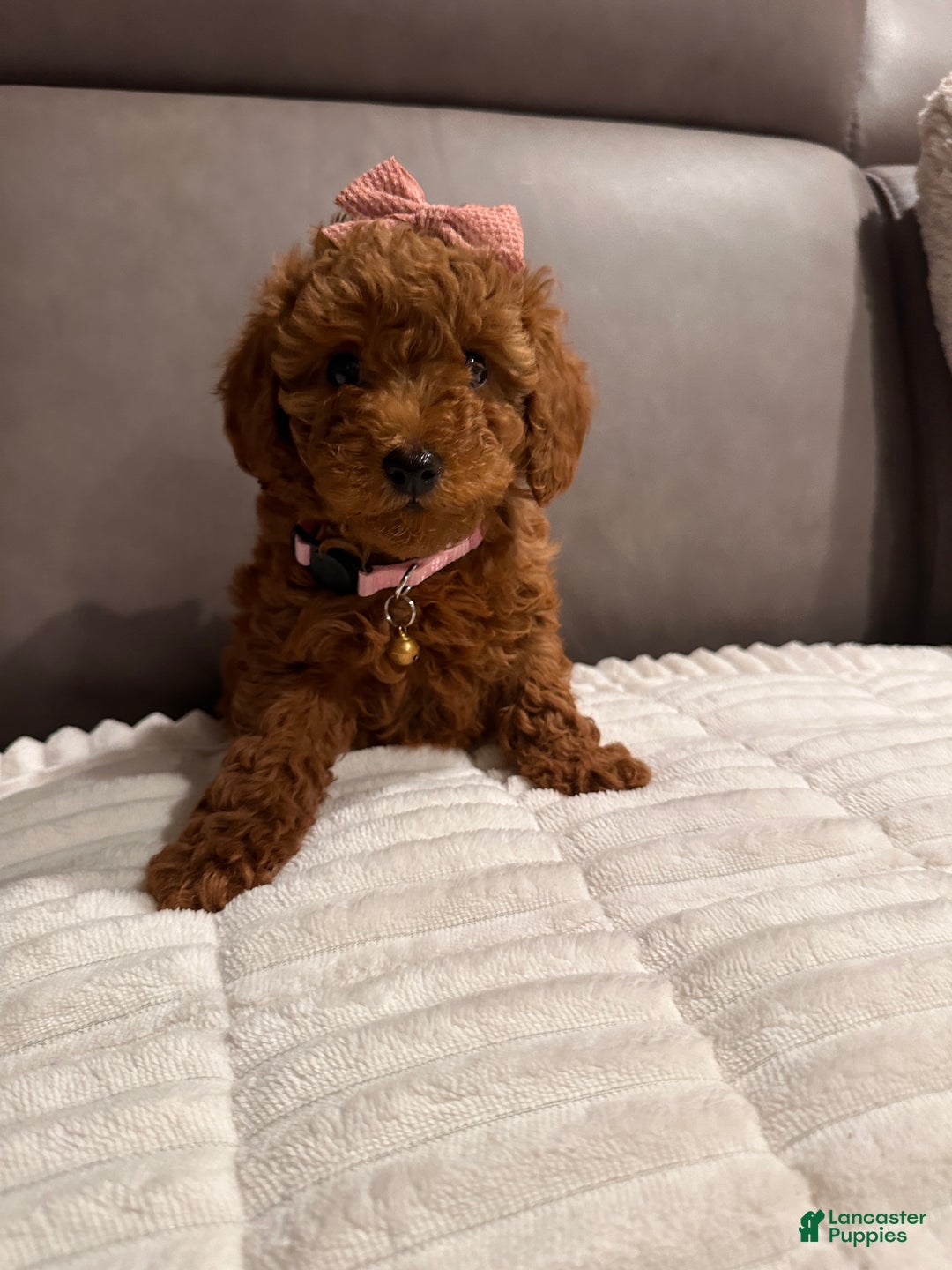 Toy Poodle dogs for sale: Ginger- AKC GENETIC TESTED - Ad 2