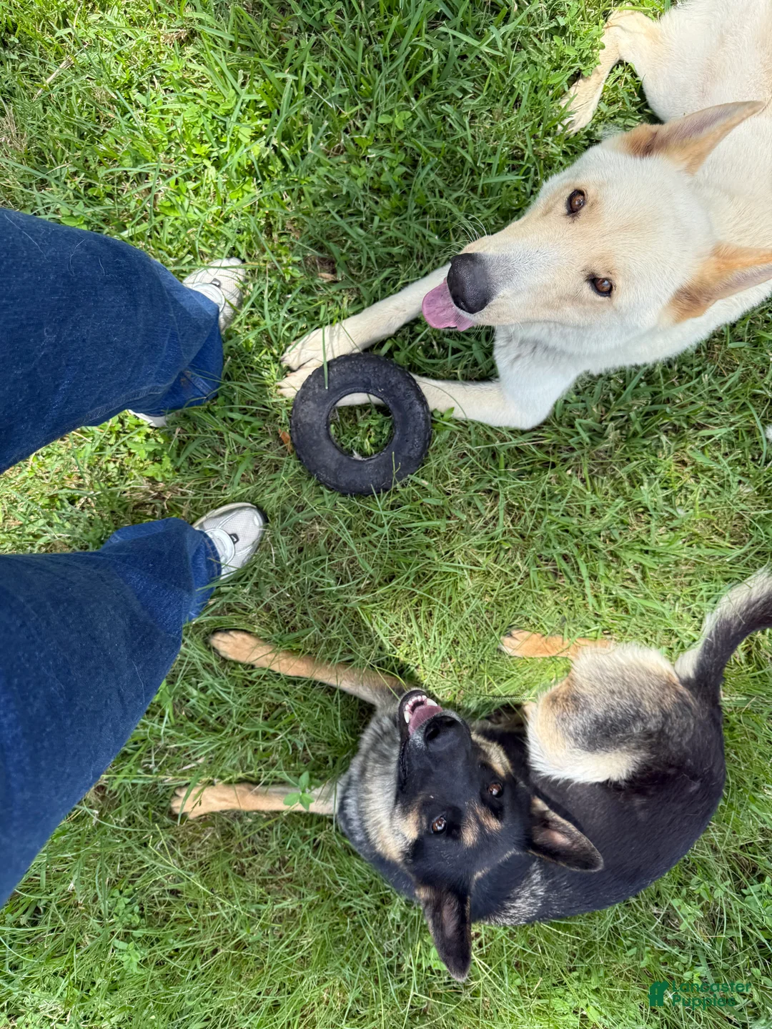 German Shepherd dogs for sale: German Shepherd Puppy 5 - Ad 2