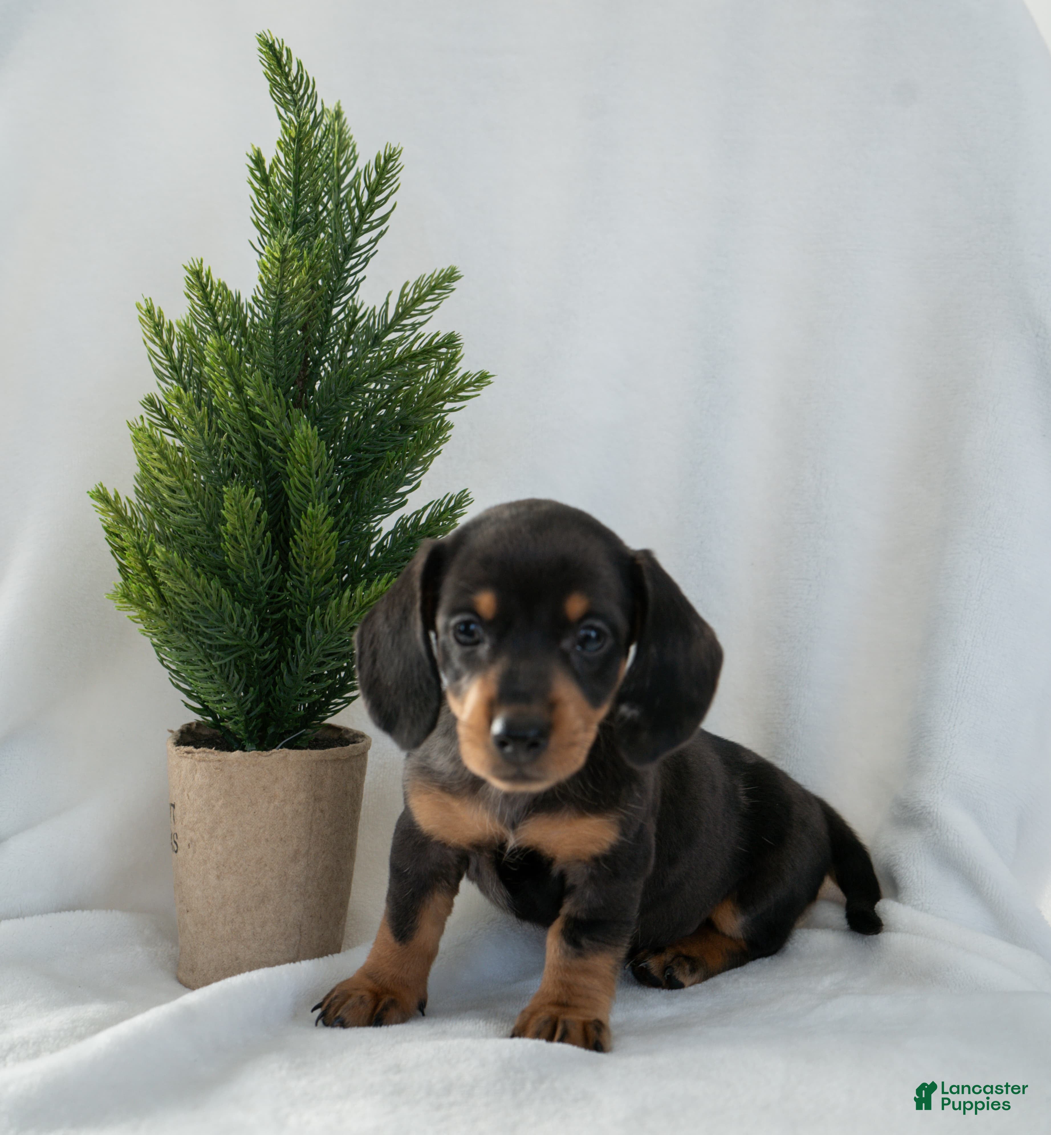 Miniature Dachshund dogs Holly - Ad 36
