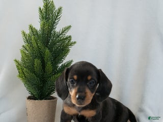Miniature Dachshund dogs Holly - Ad 24