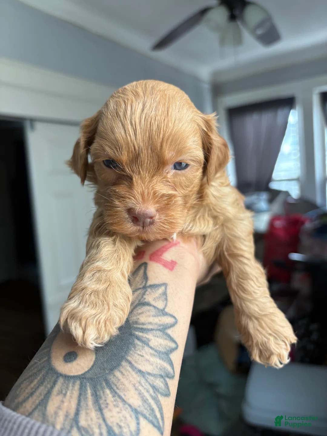 Shihpoo dogs for sale: Leo  - Ad 1