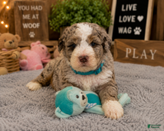 Mixed Breed dogs Male 4 - Ad 2