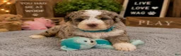 Mixed Breed dogs for sale: Male 4 - Ad 2