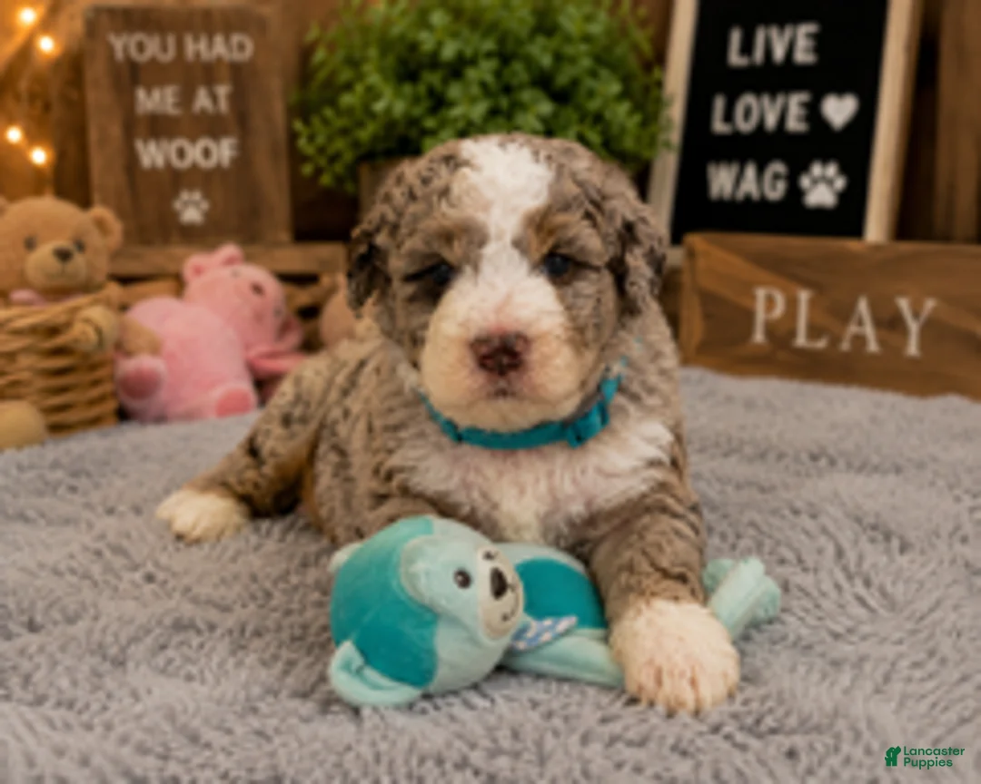Mixed Breed dogs for sale: Male 4 - Ad 2