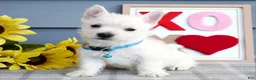 West Highland Terrier dogs for sale: Brody  - Ad 2