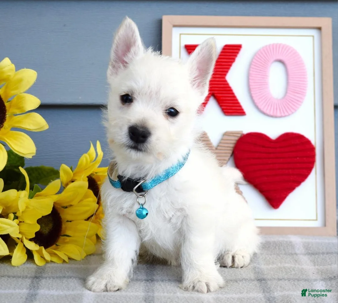 West Highland Terrier dogs for sale: Brody  - Ad 2