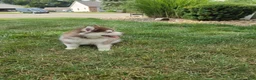 Pomsky dogs for sale: Piper - Ad 7
