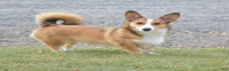 Welsh Corgi Pembroke dogs for sale: Ava - Ad 15