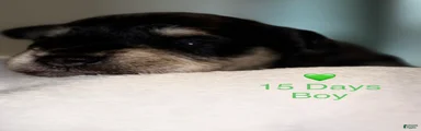 Miniature Schnauzer 4