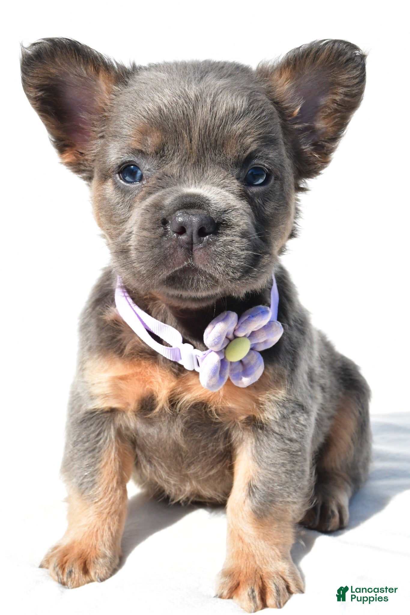 French Bulldog dogs Piper - Ad 1