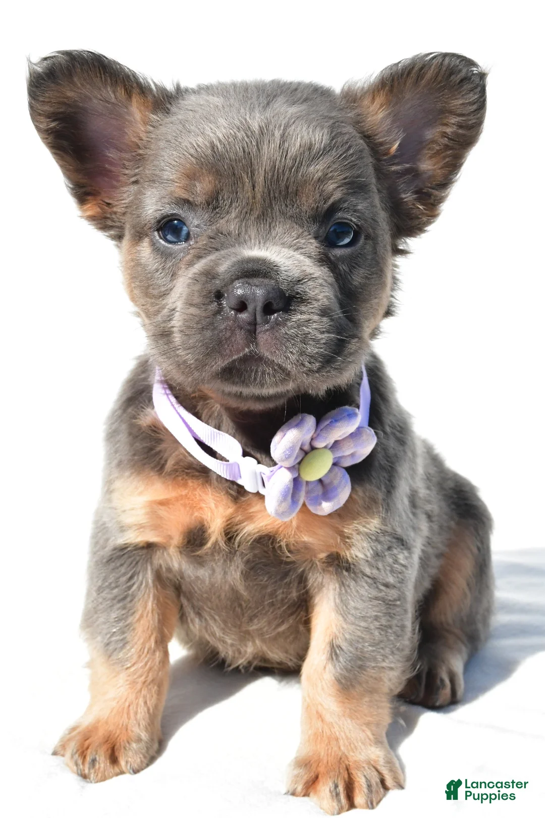 French Bulldog dogs for sale: Piper - Ad 1