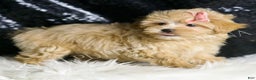 Maltipoo dogs for sale: Gloria - Ad 4