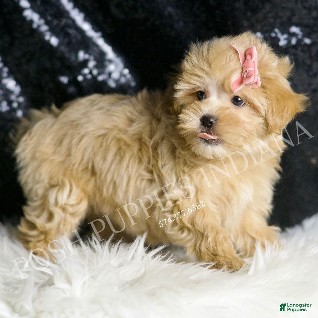 Maltipoo dogs for sale: Gloria - Ad 4