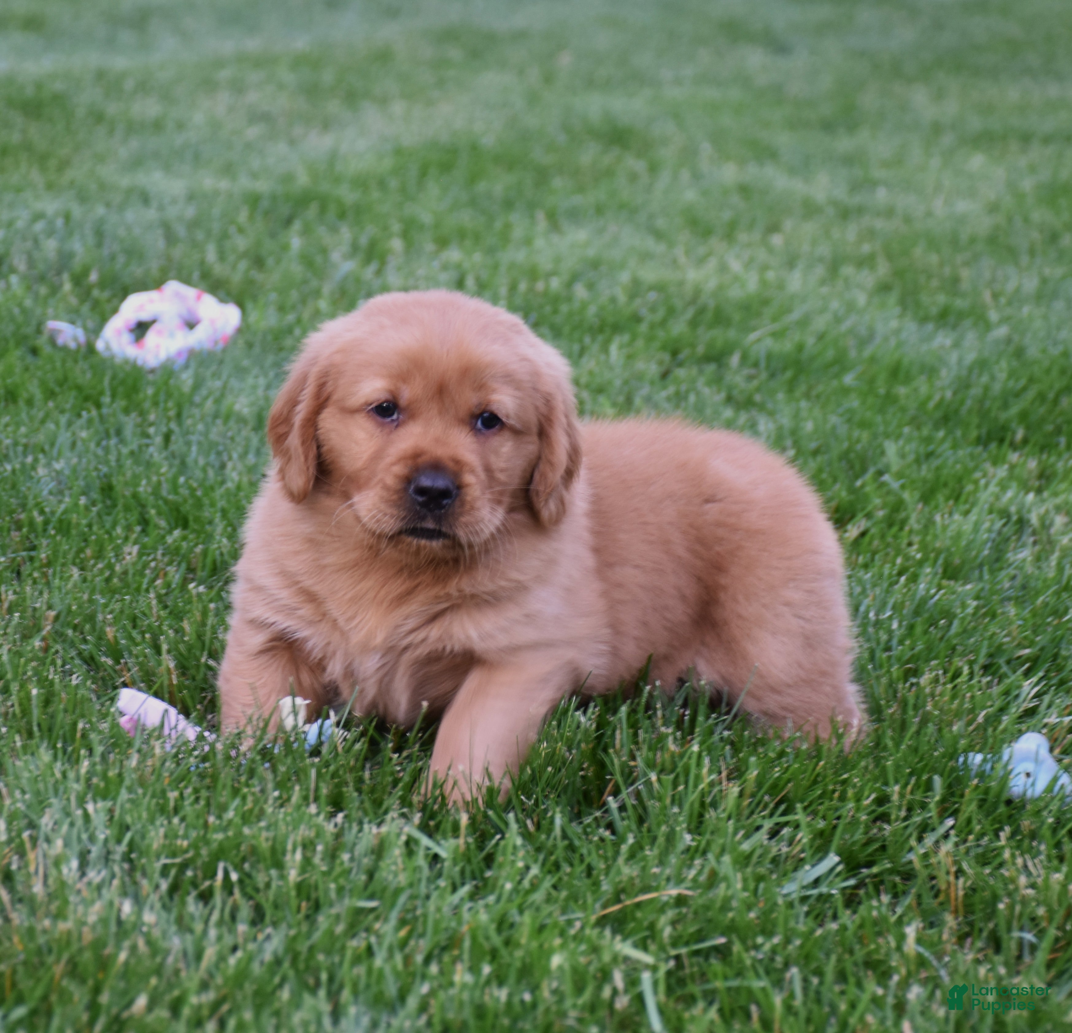 Golden Retriever dogs Augusta - Ad 1
