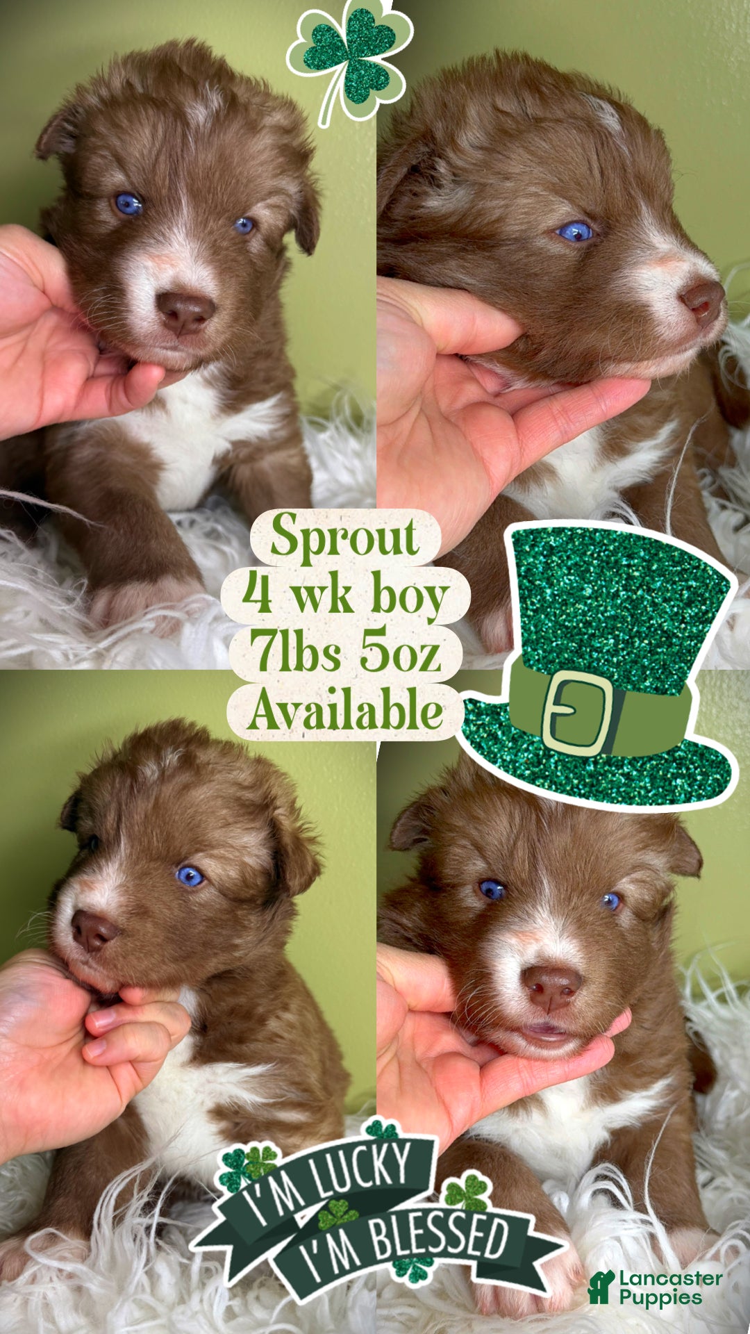 Siberian Husky dogs Sprout - Ad 17