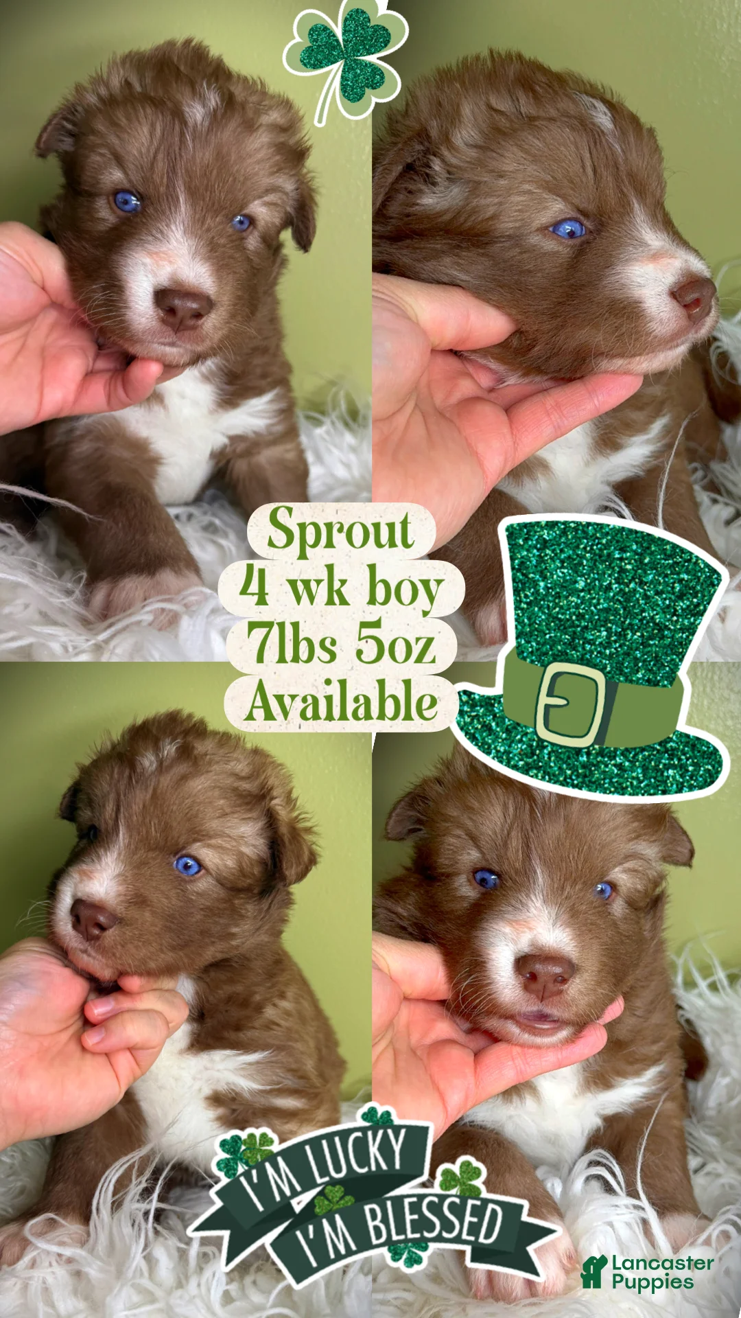 Siberian Husky dogs for sale: Sprout - Ad 1