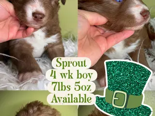 Siberian Husky dogs Sprout - Ad 17