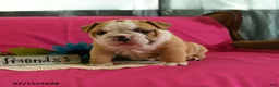 English Bulldog dogs for sale: Yvett - Ad 8