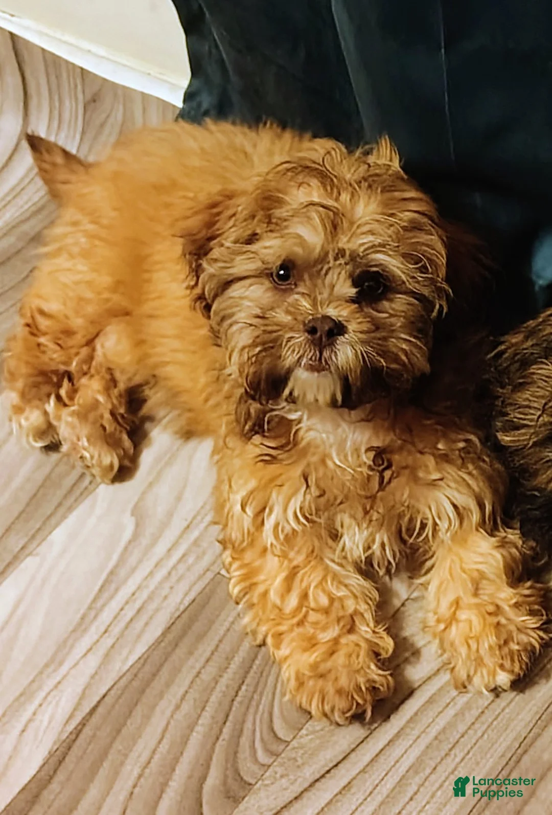 Shihpoo dogs for sale: Shihpoo Puppy 1 - Ad 5