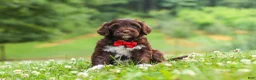 Portuguese Water Dog dogs for sale: Buddy - Ad 4