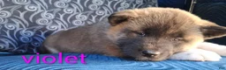 Akita dogs for sale: Violet - Ad 6