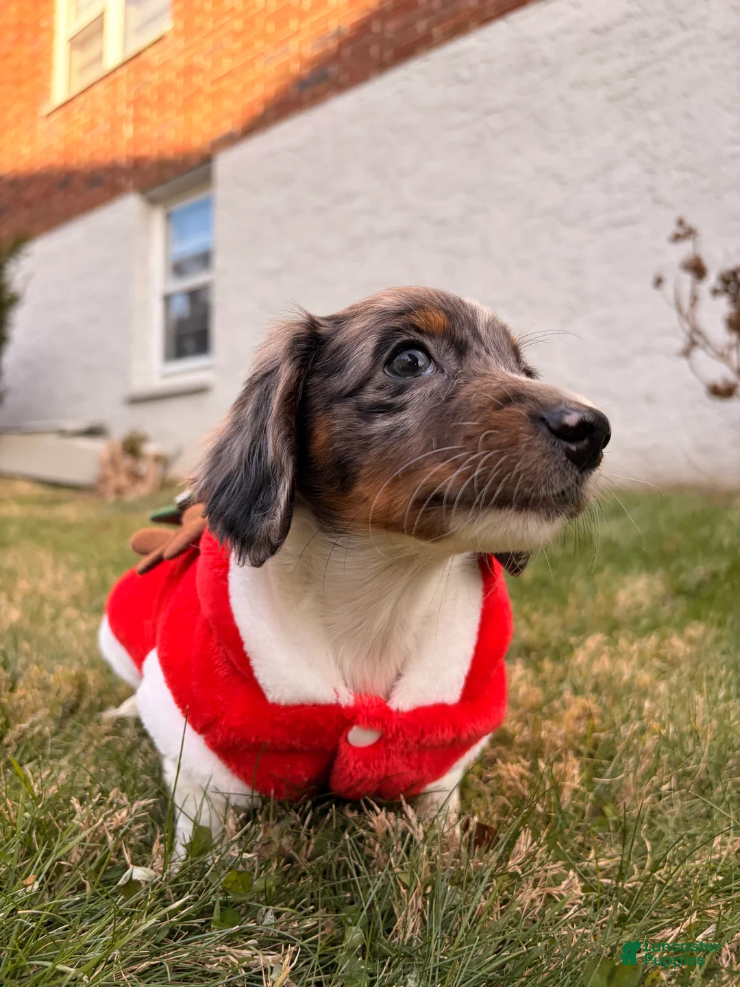 Miniature Dachshund dogs for sale: Frost - Ad 4