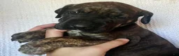 Great Dane dogs for sale: Wanda - Ad 3