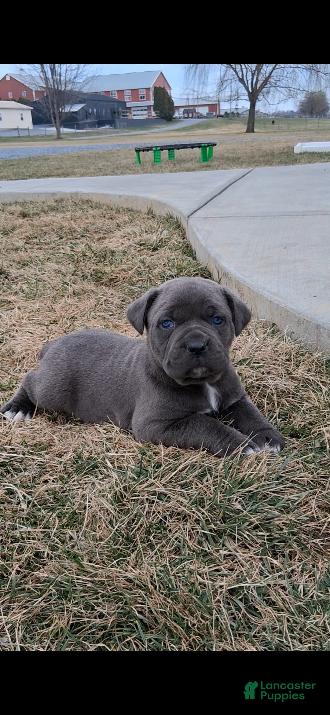Cane Corso dogs Bella - Ad 1