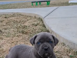 Cane Corso dogs for sale: Bella - Ad 4