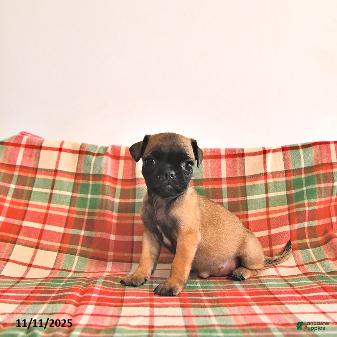 Jug dogs for sale: Mercy - Ad 3