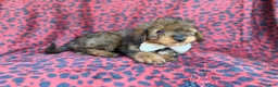 Mini Aussiedoodle dogs for sale: Oscar - Ad 3