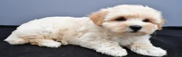 Maltipoo dogs for sale: Bella - Ad 5