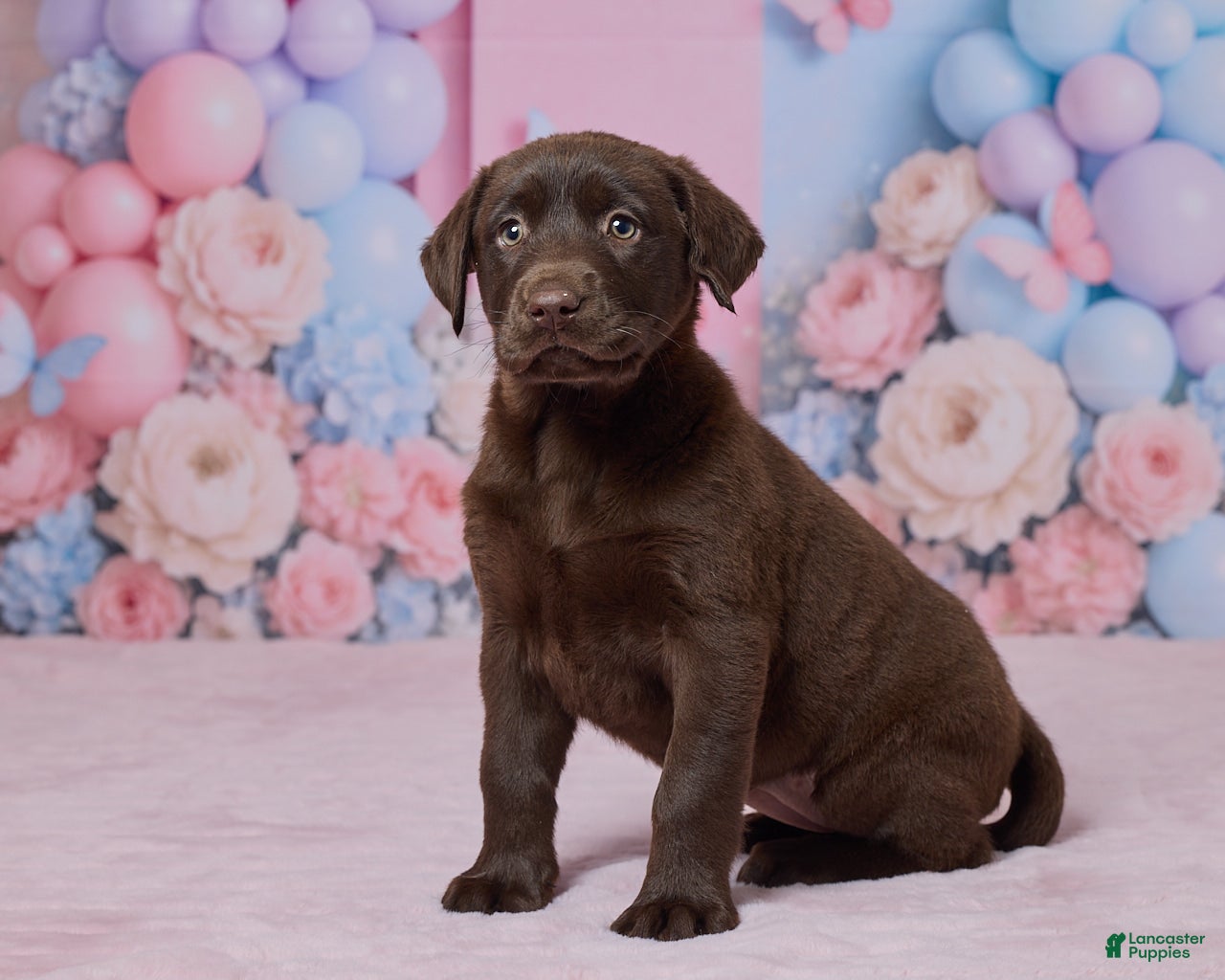 Labrador Retriever dogs Heather - Ad 2