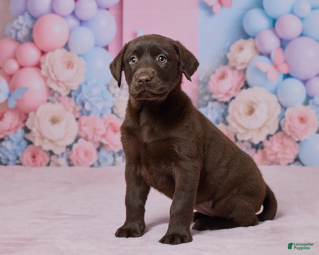 Labrador Retriever dogs for sale: Heather - Ad 2