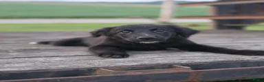 Jet 