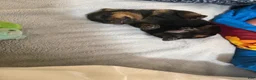Rottweiler dogs for sale: Rottweiler Puppy 7 - Ad 22
