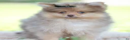Pomeranian dogs for sale: Gio - Ad 11