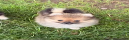 Pomeranian dogs for sale: Pooh bear - Ad 2