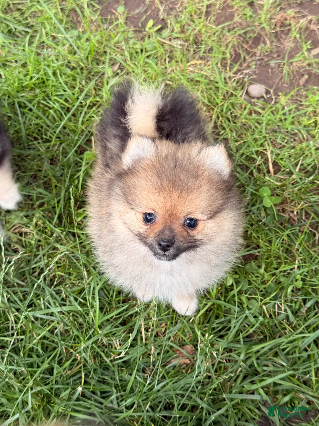 Pomeranian dogs for sale: Pooh bear - Ad 2