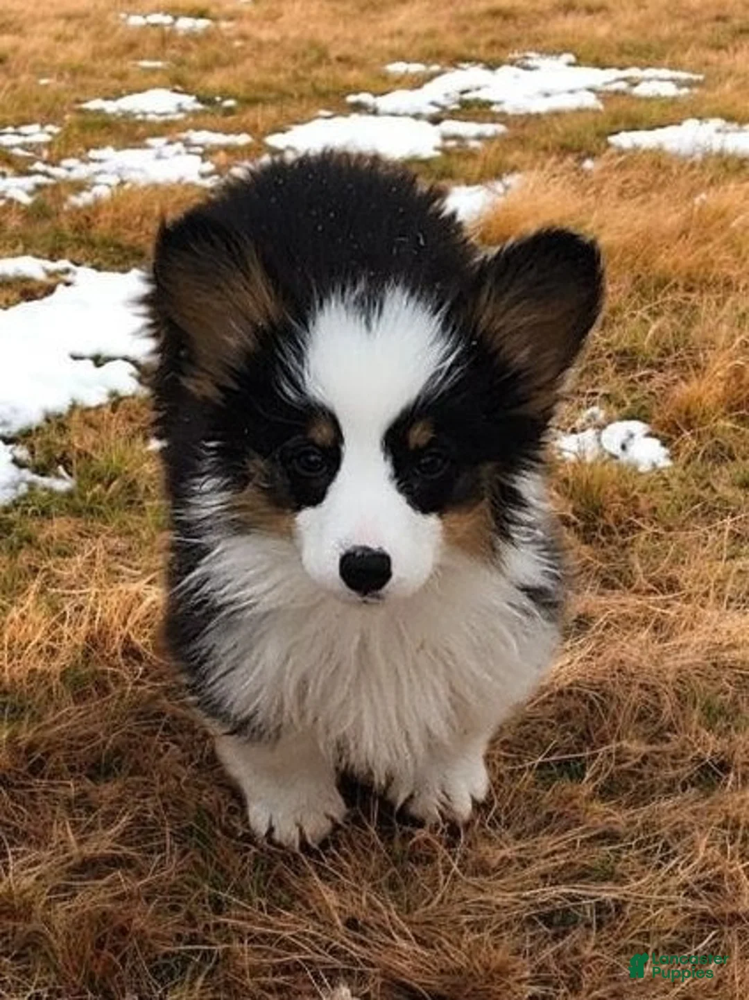 Welsh Corgi Pembroke dogs for sale: Bambi fluffy tri - Ad 8