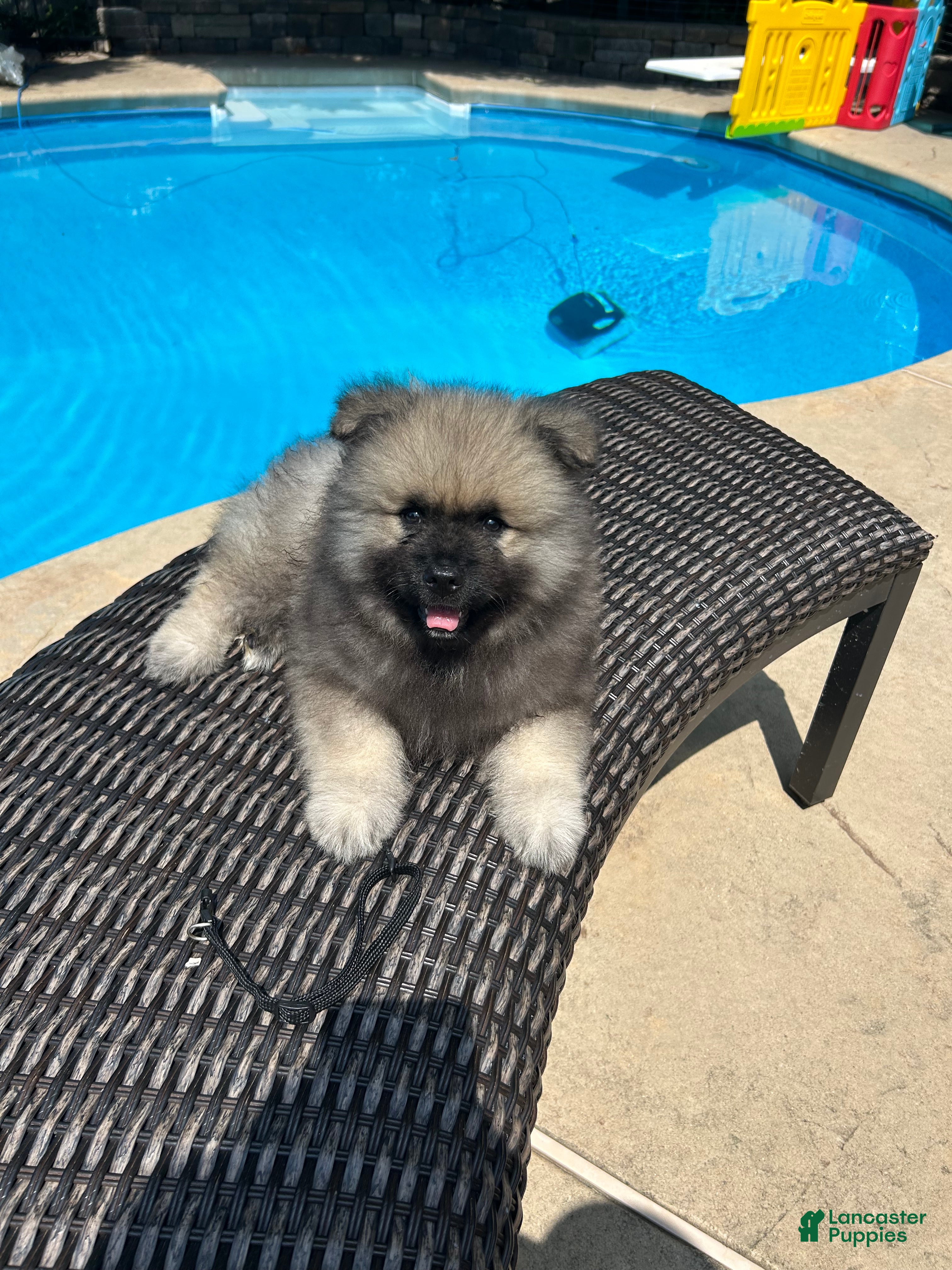 Keeshond dogs Jasper  - Ad 5