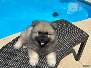 Keeshond dogs Jasper - Ad 5