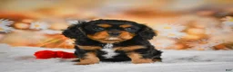 Cavalier King Charles Spaniel dogs for sale: Sammy - Ad 7
