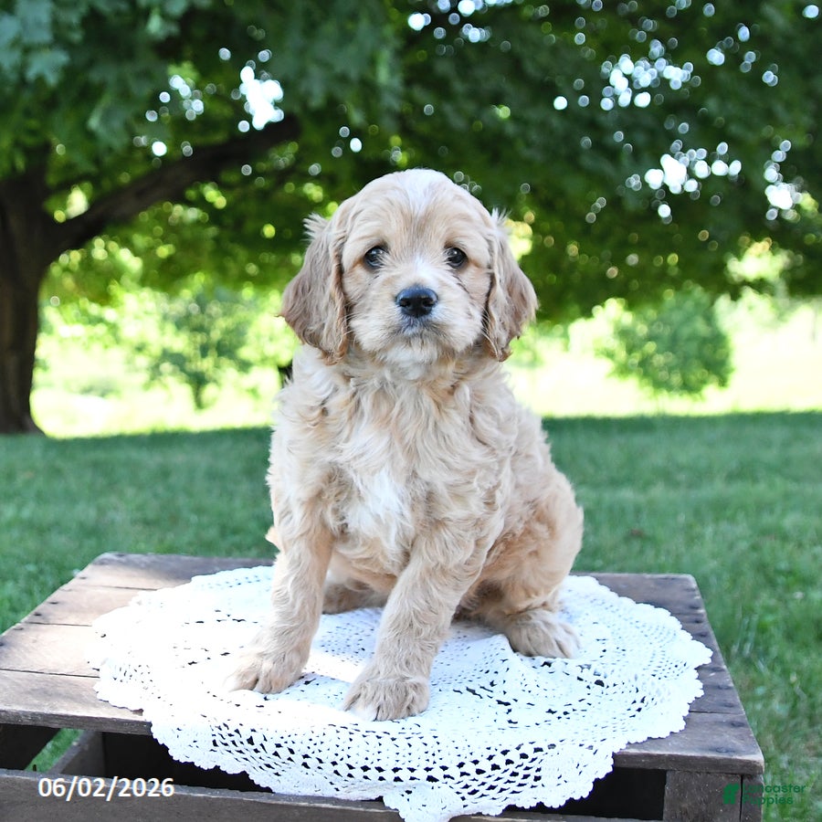 Cockapoo dogs for sale: Sunshine - Ad 1