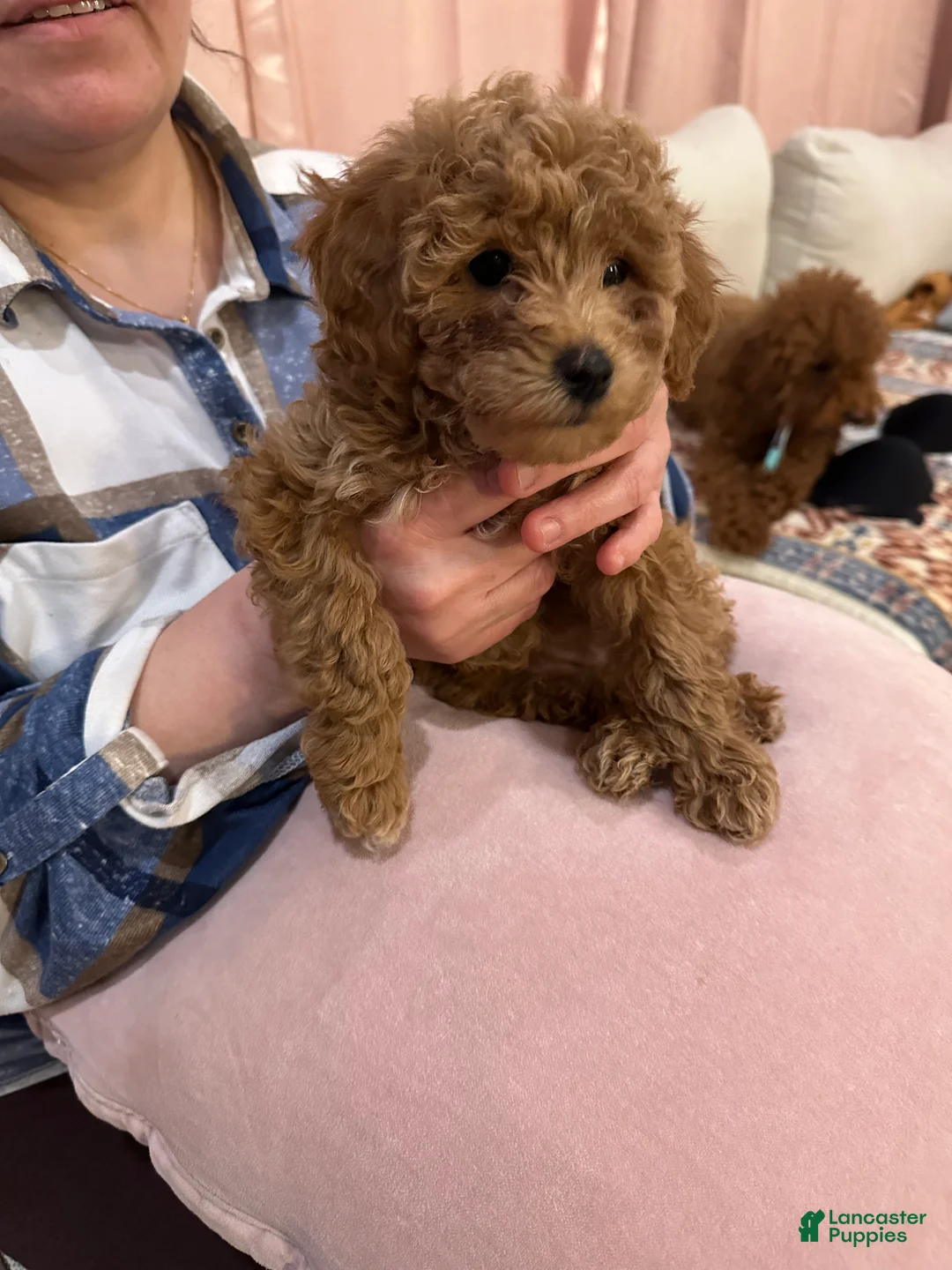 Mini Goldendoodle dogs for sale: Mini Goldendoodle Puppy 6 - Ad 1